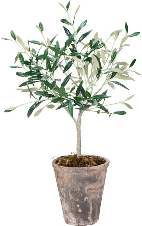 Flora oliventre - bilde 1 av 2