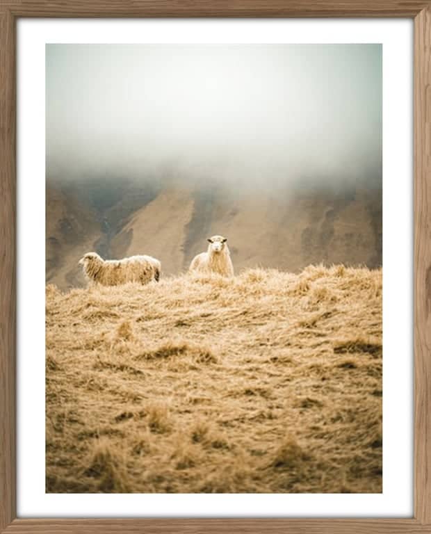 Bilde Sheep Duet - bilde 1 av 1