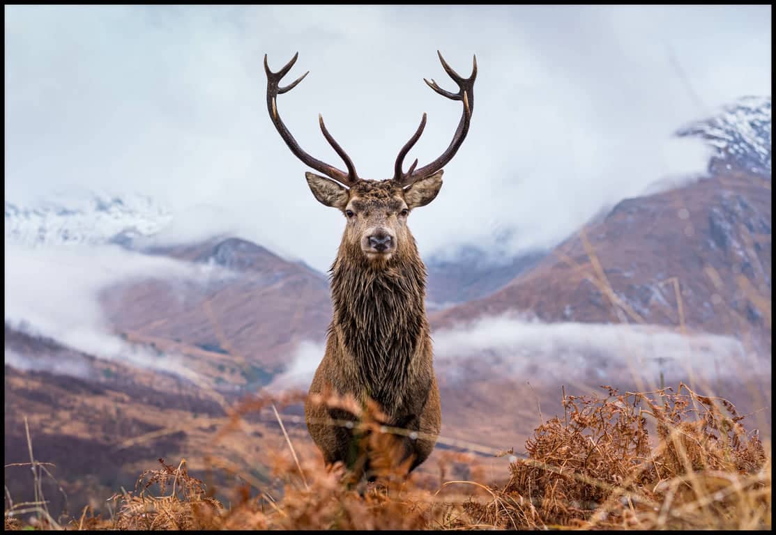 Canvas  Deer - bilde 1 av 2