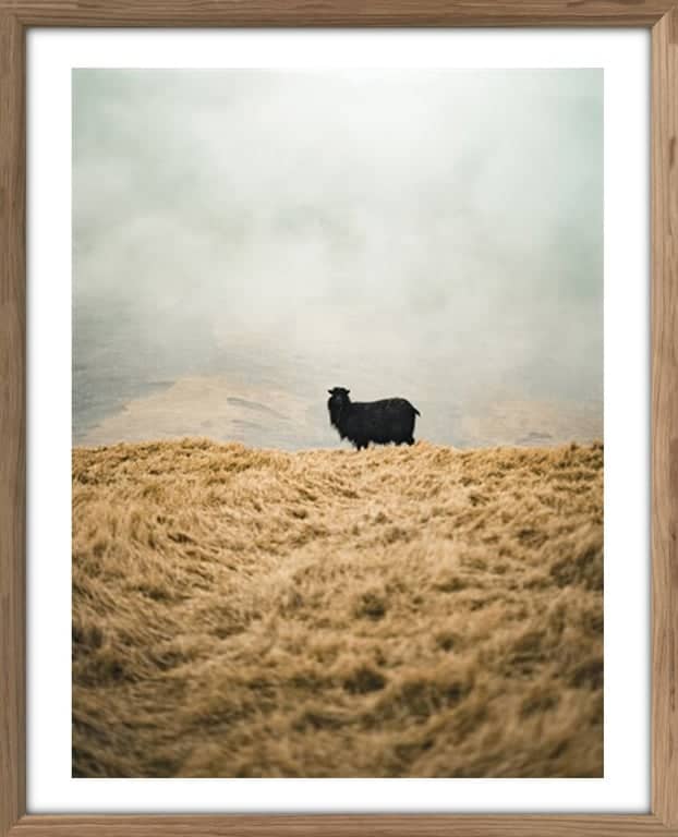 Bilde Sheep Solo - bilde 1 av 2