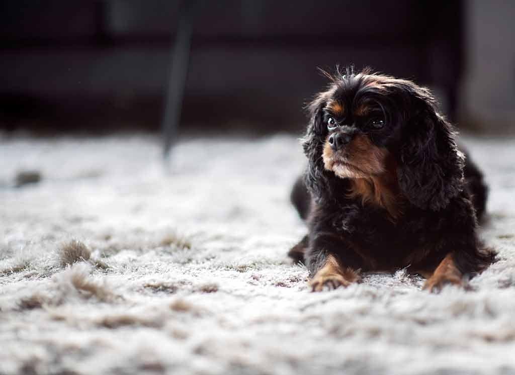 Teppe fra Fagmøbler med hund på bilde